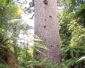 Kauri Coast attractions